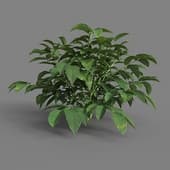 MT PM V38 Solanum tuberosum 01 01
