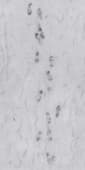 Ground SnowFootprints 0 03
