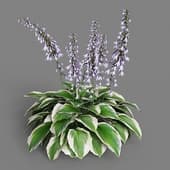 Hosta fortunei 028