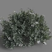MT PM V77 Cistus albidus 01 02