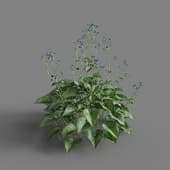 MT PM V65 Brunnera macrophylla 01 02