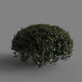 MT PM V77 Euonymus europaeus 01 06