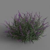 MT PM V85 Salvia leucantha 01 02