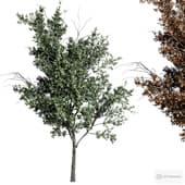 tree 4