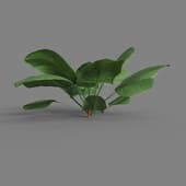 MT PM V38 Spinacia oleracea 01 01