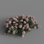 MT PM V70 Hydrangea macrophylla Pink 01 06