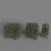 Ilex Crenata hedge