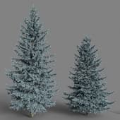 Spruce Picea pungens # 2 (7.4-5.5m)