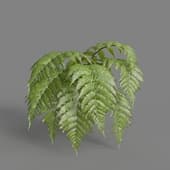 MT PM V82 Parathelypteris glanduligera 01 04