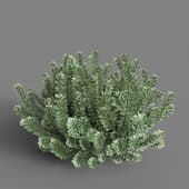 bush tree