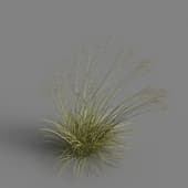 MT PM V79 Achnatherum splendens 01 05