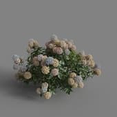 MT PM V70 Hydrangea macrophylla Mix 01 04