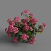 MT PM V70 Hydrangea macrophylla LightCrimson 01 06
