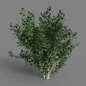 MT PM V38 Vaccinium 01 07