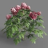 019 peonia