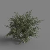 MT PM V58 Berberis julianae 01 02