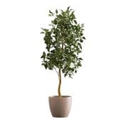Plant101