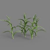 MT PM V38 Sorghum bicolor 01 01