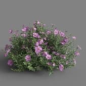 MT PM V60 Cistus incanus 01 05