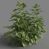 Melissa officinalis 01 06