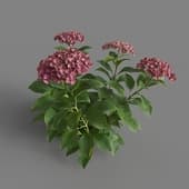 MT PM V70 Hydrangea macrophylla PaleVioletRed 01 02
