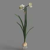 MT PM V69 Narcissus tazetta 01 01