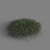MT PM V58 Ophiopogon japonicus 01 03
