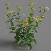 Rudbeckia laciniata 02