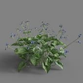 MT PM V65 Brunnera macrophylla 01 03