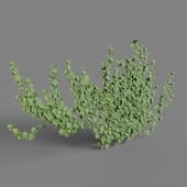 MT PM V86 Parthenocissus tricuspidata 01 05