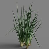 Allium fistulosum 01 05