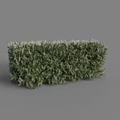 MT PM V28 Prunus laurocerasus 01 02