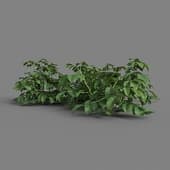 MT PM V38 Solanum tuberosum 01 04