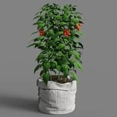 Tomato plant