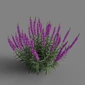 MT PM V66 Lythrum salicaria 01 06