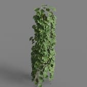MT PM V86 Parthenocissus tricuspidata 01 06