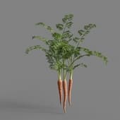 MT PM V93 Daucus carota sativus 01 04