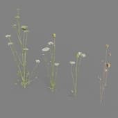 AM235 014 Daucus