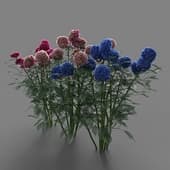 Hydrangea 03