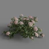 MT PM V70 Hydrangea macrophylla Pink 01 02