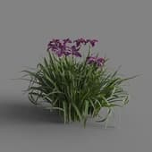 MT PM V69 Iris sanguinea 01 05