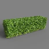 hedge