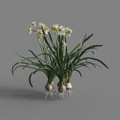 MT PM V69 Narcissus tazetta 01 04