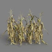 MT PM V38 Zea mays 01 09