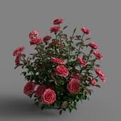 Rose plant set 212