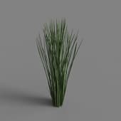 MT PM V69 Juncus effusus 01 06