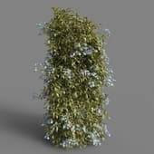 MT PM V77 Solanum jasminoides variegata 01 03