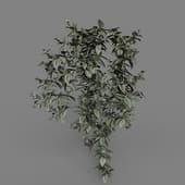 MT PM V86 Tradescantia zebrina bosse 01 03