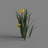 MT PM V69 Iris pseudacorus 01 02
