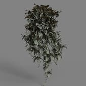 MT PM V86 Tradescantia zebrina bosse 01 01